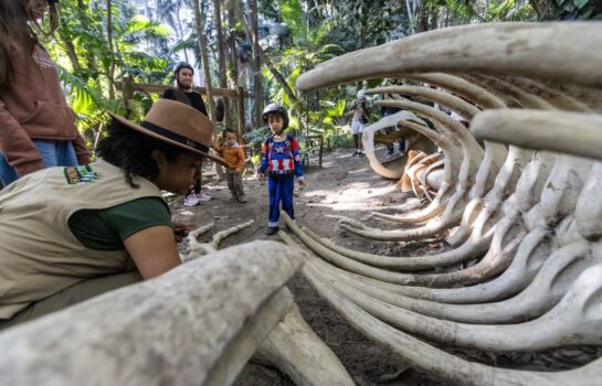 Os destinos em São Paulo para férias com dinossauros