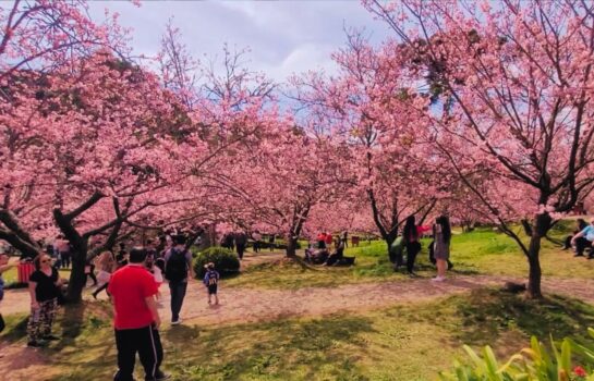 Contagem regressiva para o espetáculo das cerejeiras em flor
