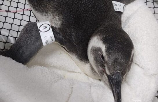 Pinguins-de-Magalhães começam a ser avistados no Litoral Norte