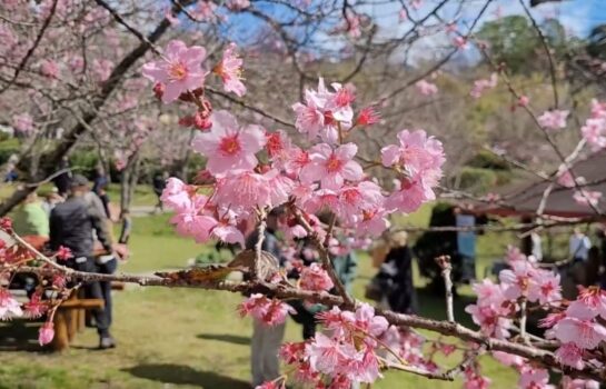 Festa da Cerejeira em flor: a celebração da primavera em pleno inverno