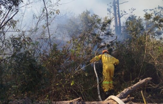 Incêndio florestal atinge região do Alto Lajeado, em Campos do Jordão