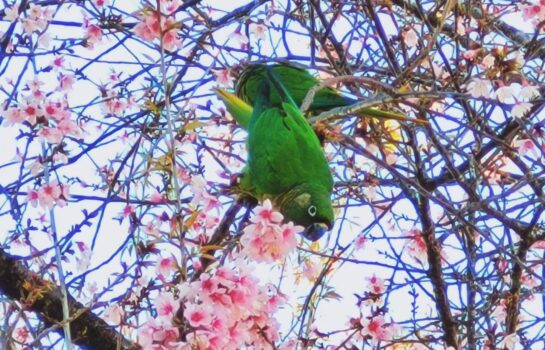 Observação de aves chega pela primeira vez ao Museu e Auditório