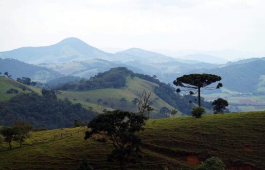 Caminho da fé: Vigilância Epidemiológica recomenda vacina contra a febre amarela