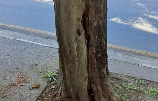 Árvore que ameaçava cair é cortada às pressas em Campos do Jordão