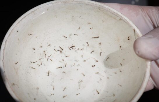 Sábado é o Dia D de prevenção à dengue