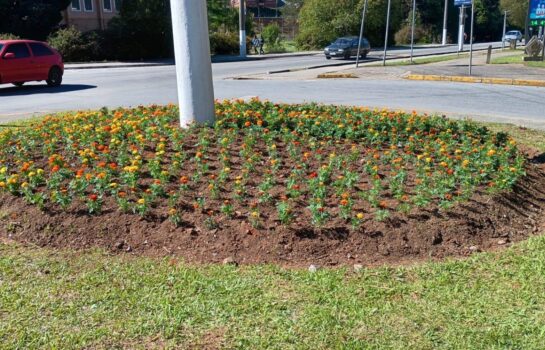 Projeto quer transformar Campos do Jordão em um jardim primaveril